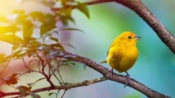 Ein Paradies für Vogelbeobachter: Entdeckung der Vogelvielfalt auf Teneriffa
