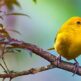 Ein Paradies für Vogelbeobachter: Entdeckung der Vogelvielfalt auf Teneriffa