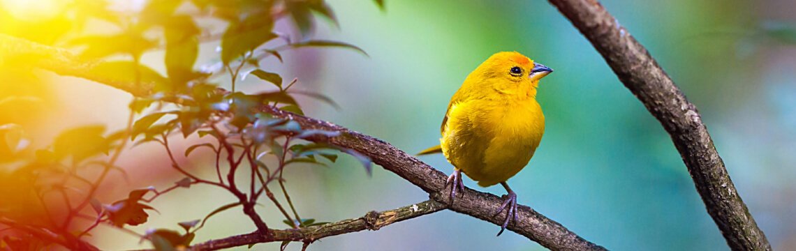 Ein Paradies für Vogelbeobachter: Entdeckung der Vogelvielfalt auf Teneriffa