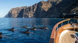 Wal- und Delfinbeobachtung auf Tenerife: Die besten Bootsausflüge und wie man mit dem Auto dorthin gelangt (2026)